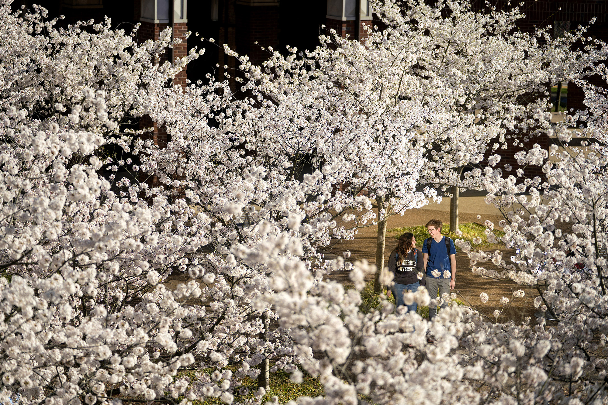 students walking among spring blossoms